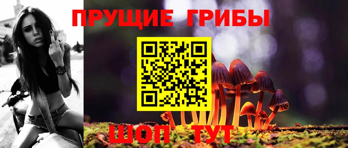 Псилоцибиновые грибы Cubensis Усть-Джегута